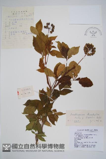 太白山五加藏品圖，第1張