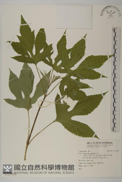 登錄號:S125028藏品圖，第1張