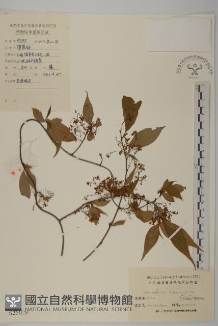 永瓣藤藏品圖，第1張