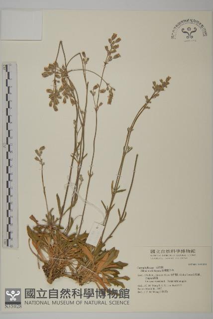 臺灣蠅子草藏品圖，第1張