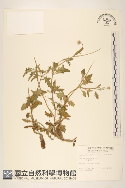 長柄菊藏品圖，第1張