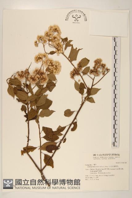 小舌菊、蔓綿菜藏品圖，第1張