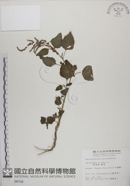 野莧菜藏品圖，第1張