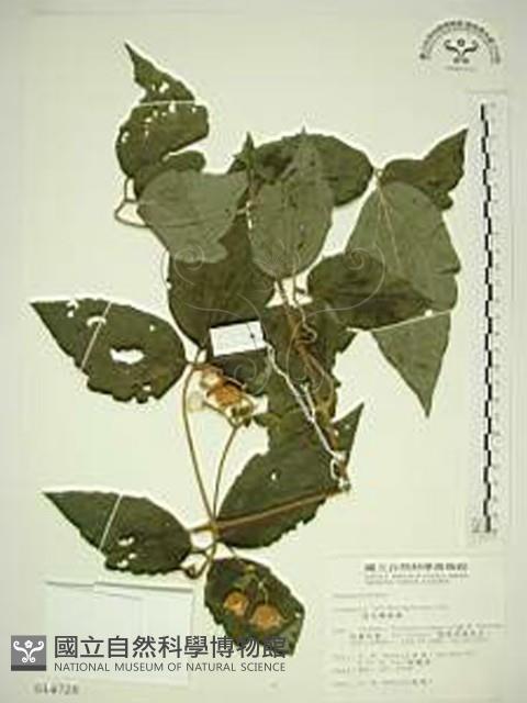 銹毛鐵線蓮藏品圖，第1張