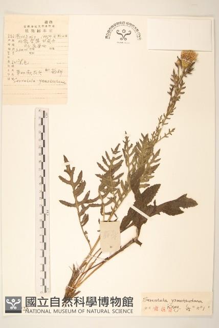 草地麻花頭藏品圖，第1張