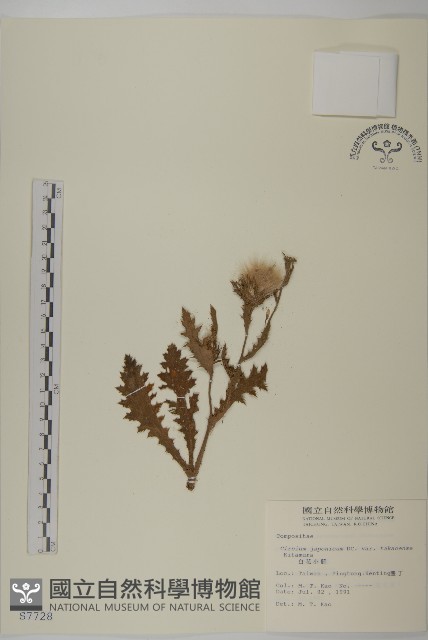 雞鵤刺、鵝鑾鼻小薊藏品圖，第1張