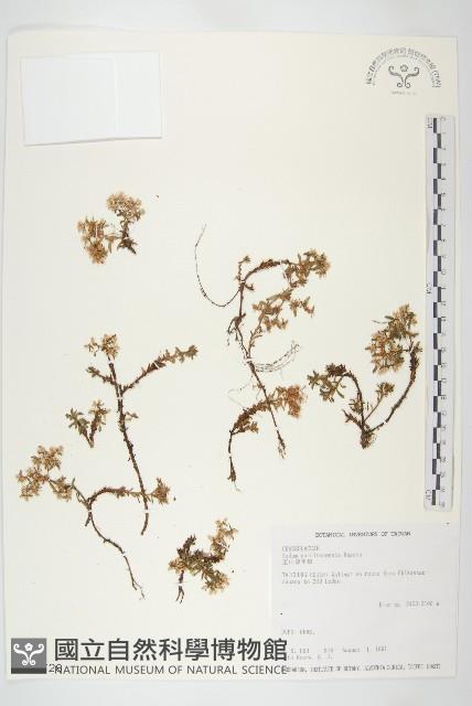 玉山佛甲草藏品圖，第1張