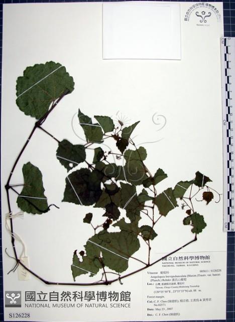 漢氏山葡萄藏品圖，第1張