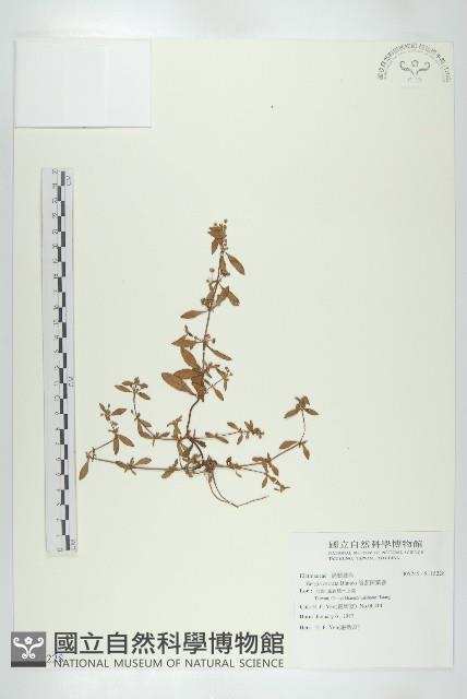 倍蕊田繁縷藏品圖，第1張