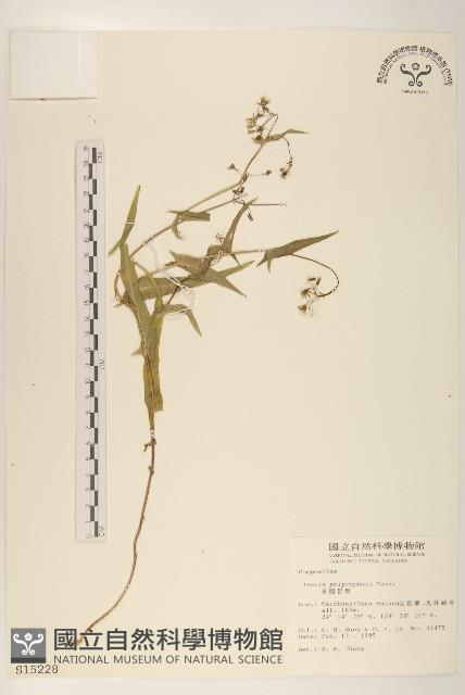 多頭苦菜、野剪刀股藏品圖，第1張