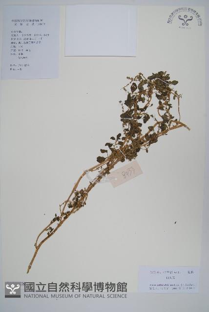 凹葉野莧菜藏品圖，第1張