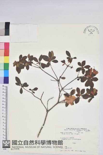 唐杜鵑、大屯杜鵑、中原氏杜鵑藏品圖，第1張