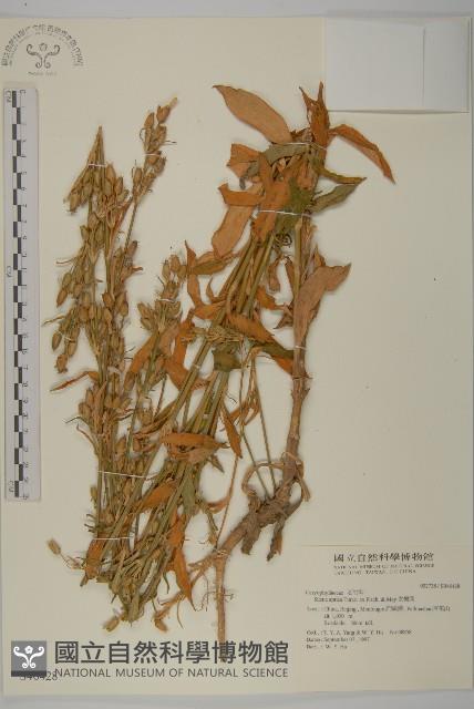 女婁菜藏品圖，第1張