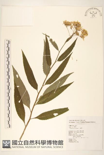 黃菀藏品圖，第1張