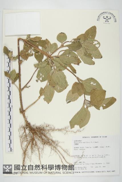 金腰箭藏品圖，第1張