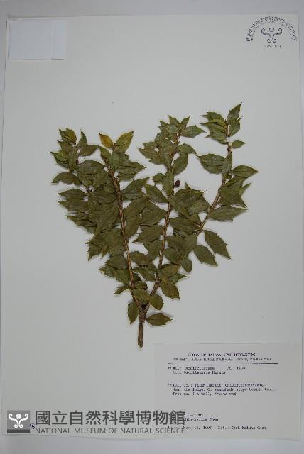 Bioritsu holly Collection Image, Figure 1, Total 2 Figures