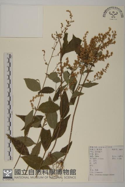 珍珠蒿、奇蒿藏品圖，第1張