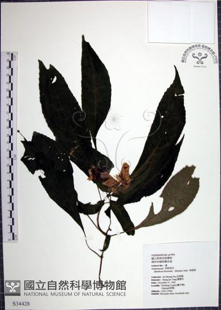 角桐草、台灣半蒴苣苔藏品圖，第1張