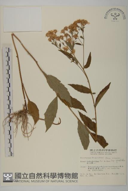 三基脈紫菀藏品圖，第1張