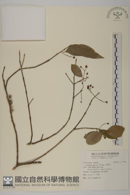 刺果衛矛藏品圖，第1張