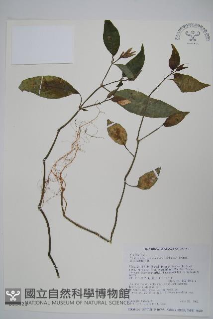 長花九頭獅子草、山藍藏品圖，第1張