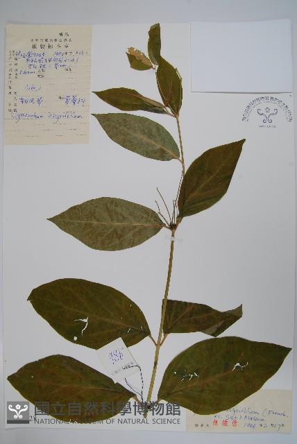 潮風草藏品圖，第1張