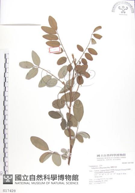 尖葉木藍藏品圖，第1張