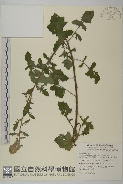 裂葉艾納香藏品圖，第1張