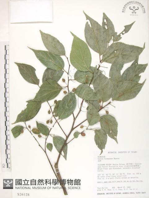 石朴藏品圖，第1張