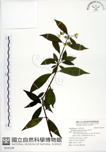 華八仙藏品圖，第1張