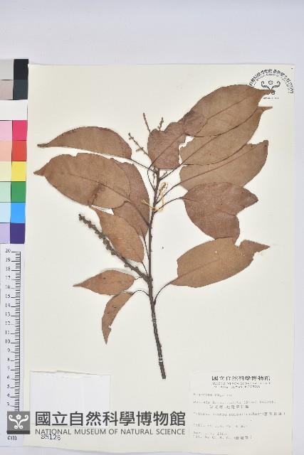 短尾柯、油葉杜、嶺南柯藏品圖，第1張