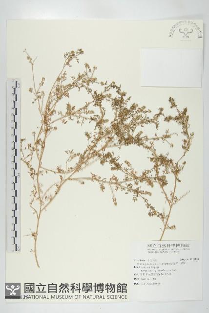 臭濱芥、臭薺藏品圖，第1張