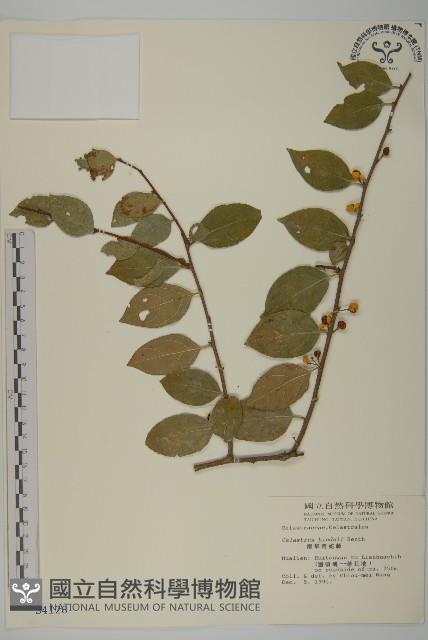 南華南蛇藤，青江藤藏品圖，第1張