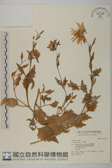 紫菀藏品圖，第1張