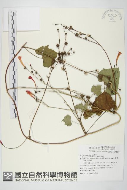 心葉蔦蘿藏品圖，第1張