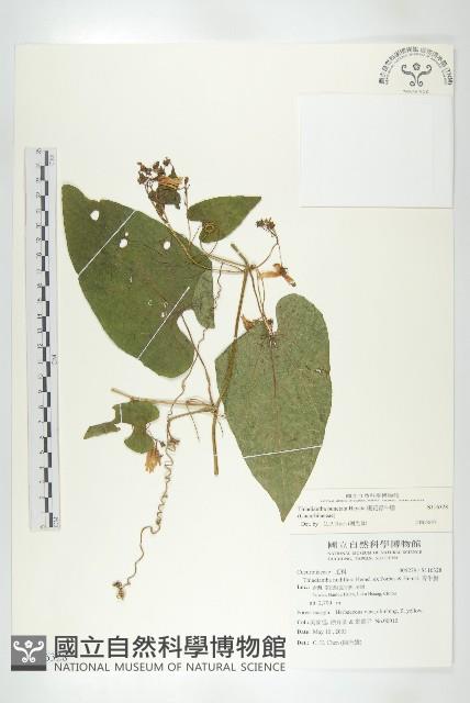 斑花青牛膽藏品圖，第1張