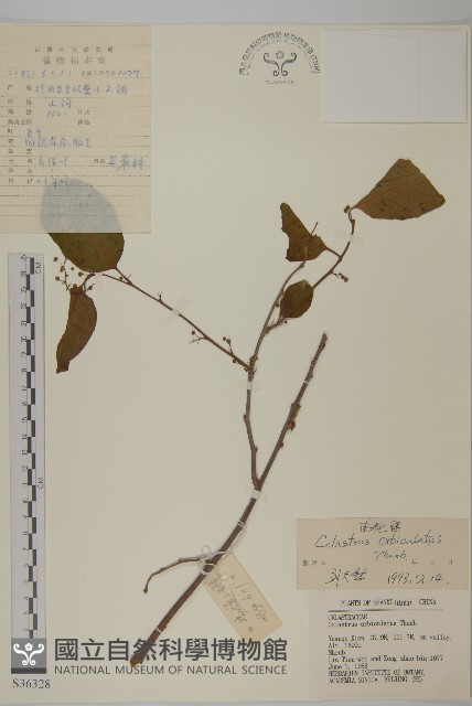南蛇藤藏品圖，第1張