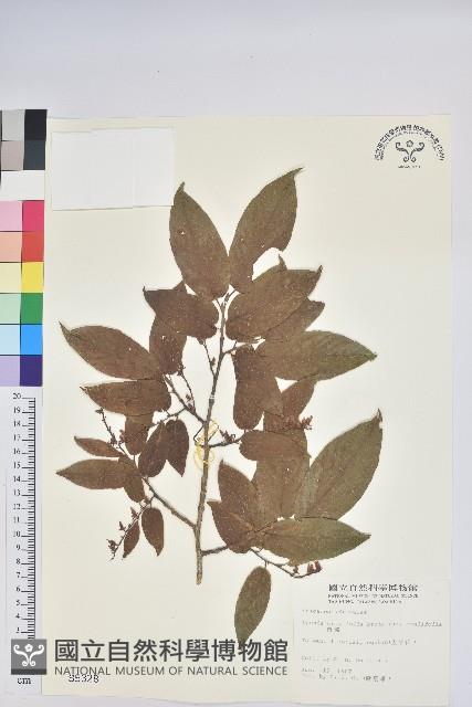 南燭藏品圖，第1張