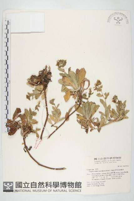 細葉假黃鵪菜藏品圖，第1張