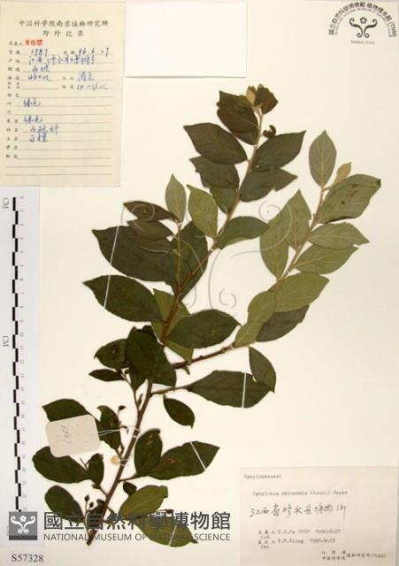 灰木藏品圖，第1張