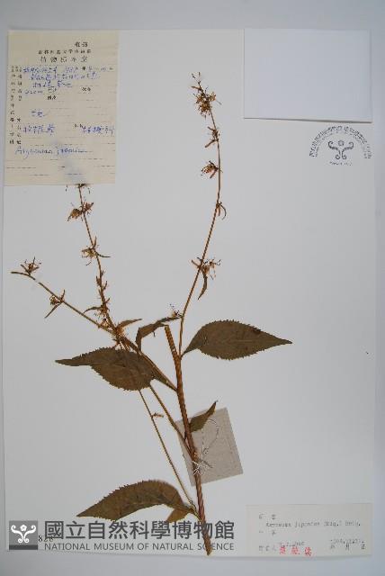 牧根草藏品圖，第1張