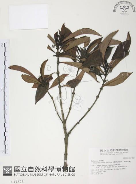 九節木、牛屎烏、青龍吐霧藏品圖，第1張