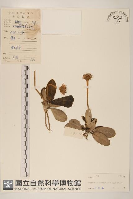 毛大丁草藏品圖，第1張