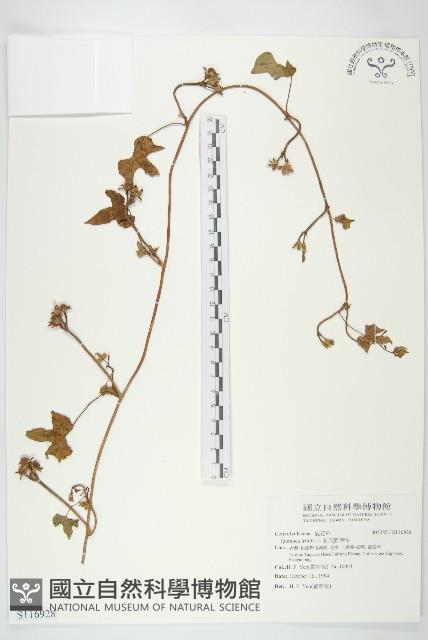 紅花野牽牛藏品圖，第1張