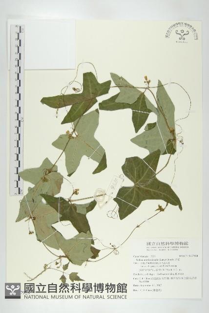 茅瓜藏品圖，第1張