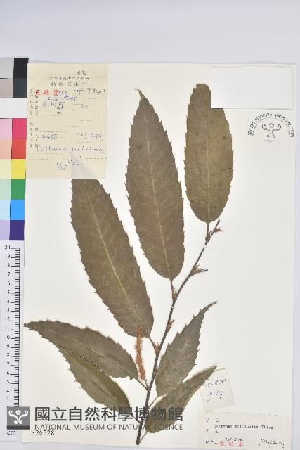 板栗藏品圖，第1張