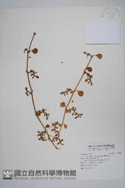 假海馬齒藏品圖，第1張