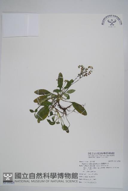 臺灣附地草藏品圖，第1張