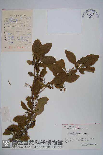 廬山小檗藏品圖，第1張