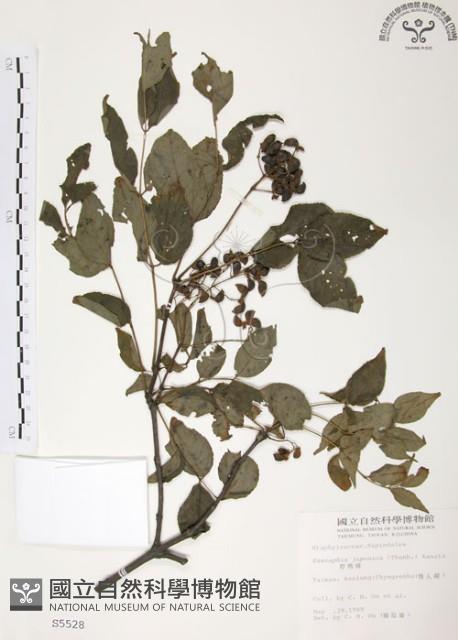 野鴉椿藏品圖，第1張